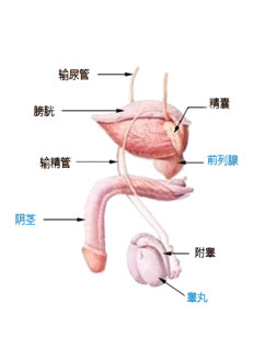 戈瑞金健康 男性健康 女性健康 两性营养健康-香港戈瑞金医药公司