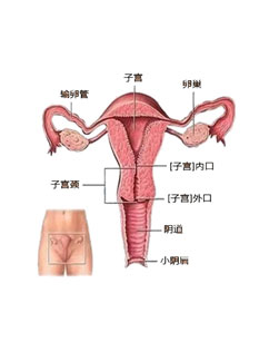 戈瑞金健康 男性健康 女性健康 两性营养健康-香港戈瑞金医药公司